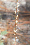 Shortleaf blazing star